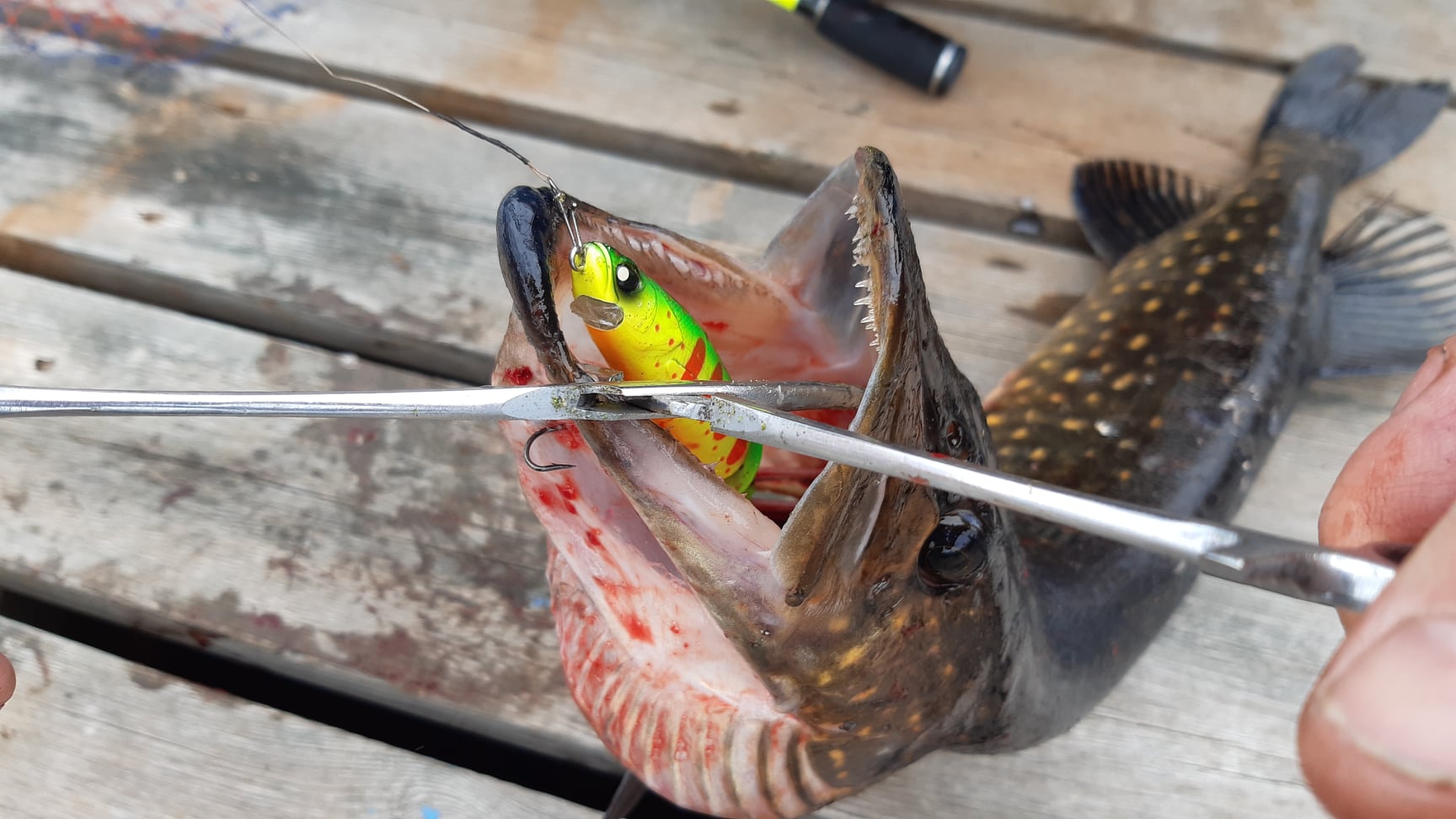 Fiskedrag till gös